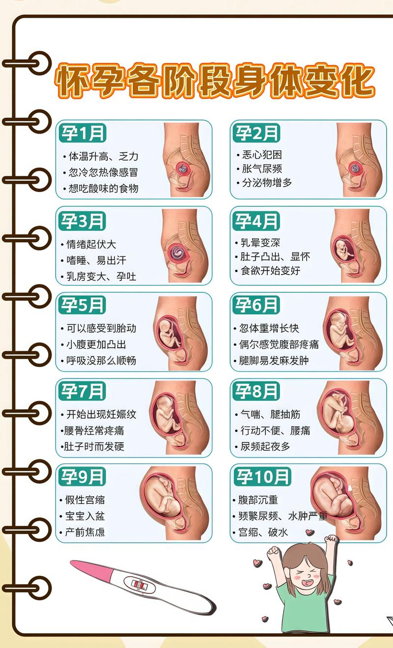 揭秘供卵代孕妈妈怀孕小腹分两节，孕期变化的奥秘武汉代生机构: